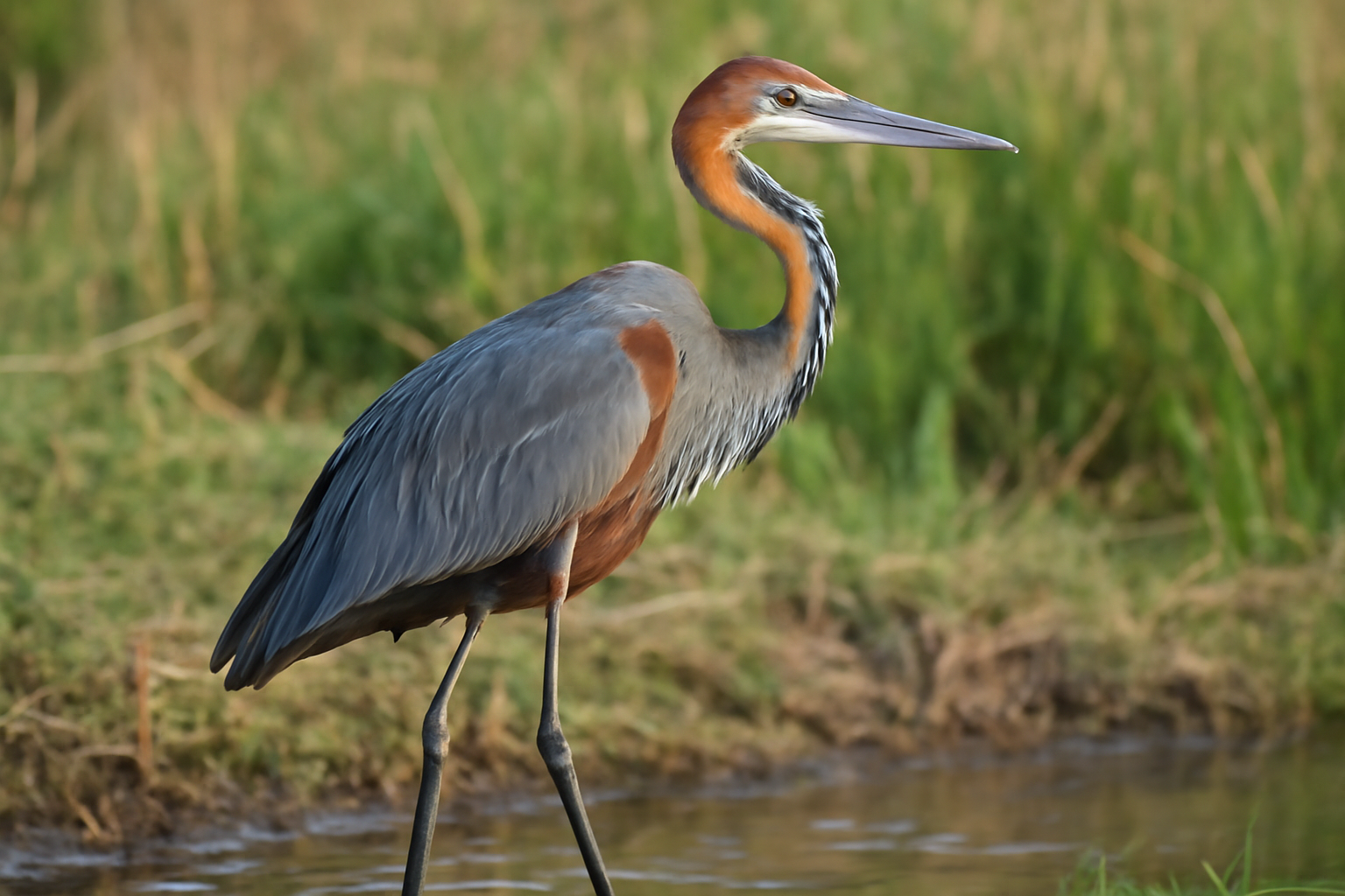 Goliath Heron