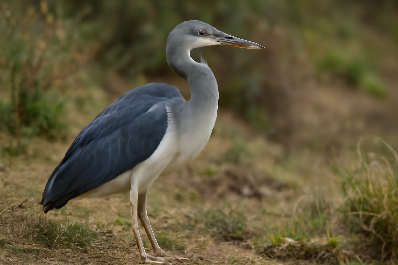 White-bellied Heron