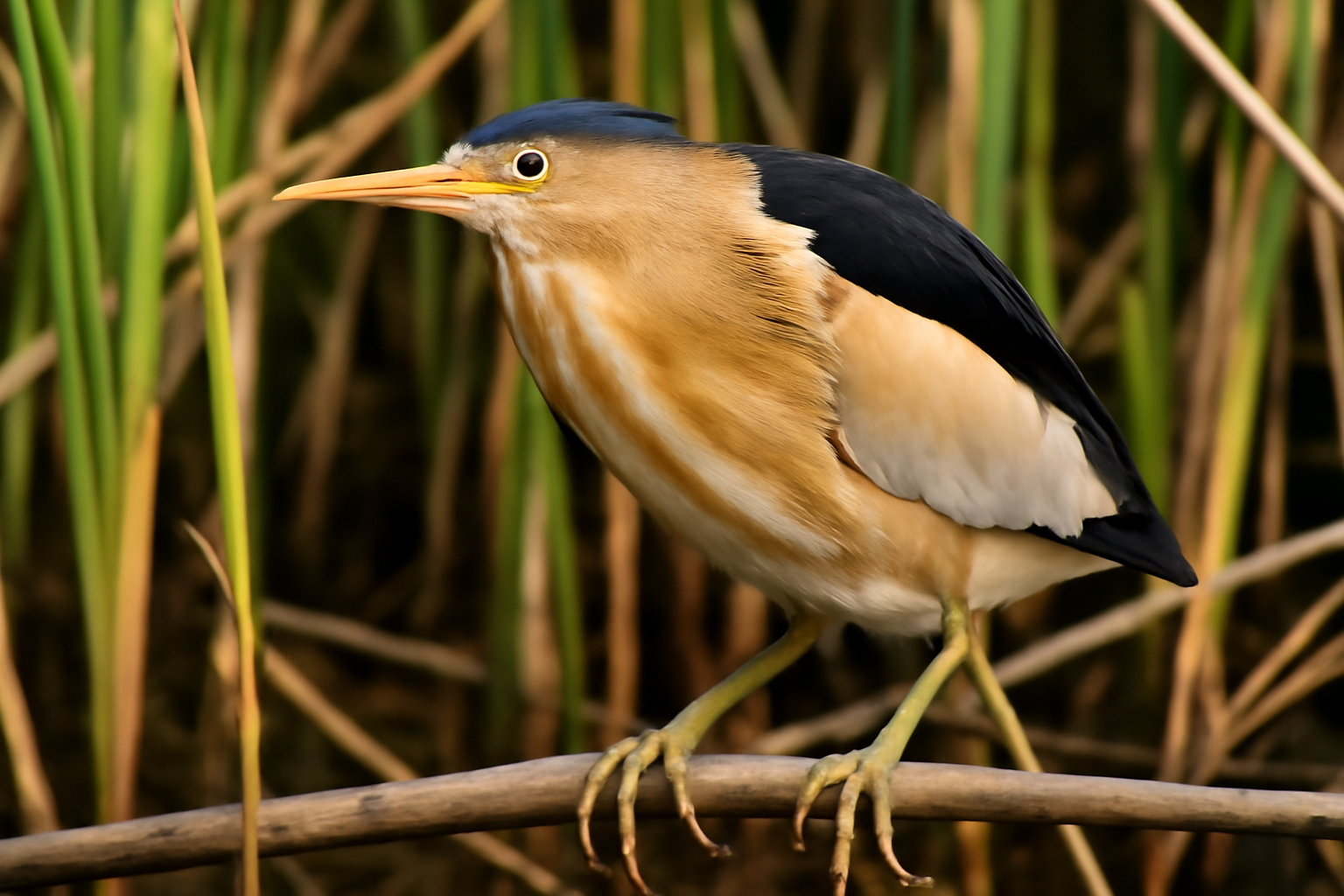 Little Bittern