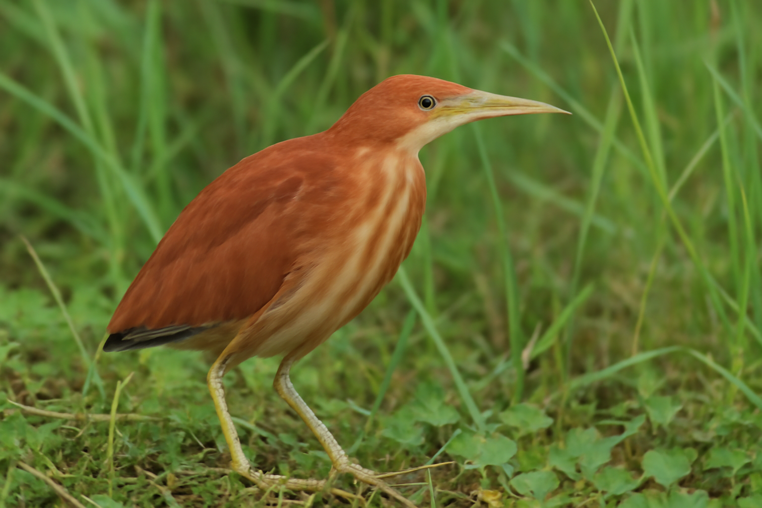 Cinnamon Bittern