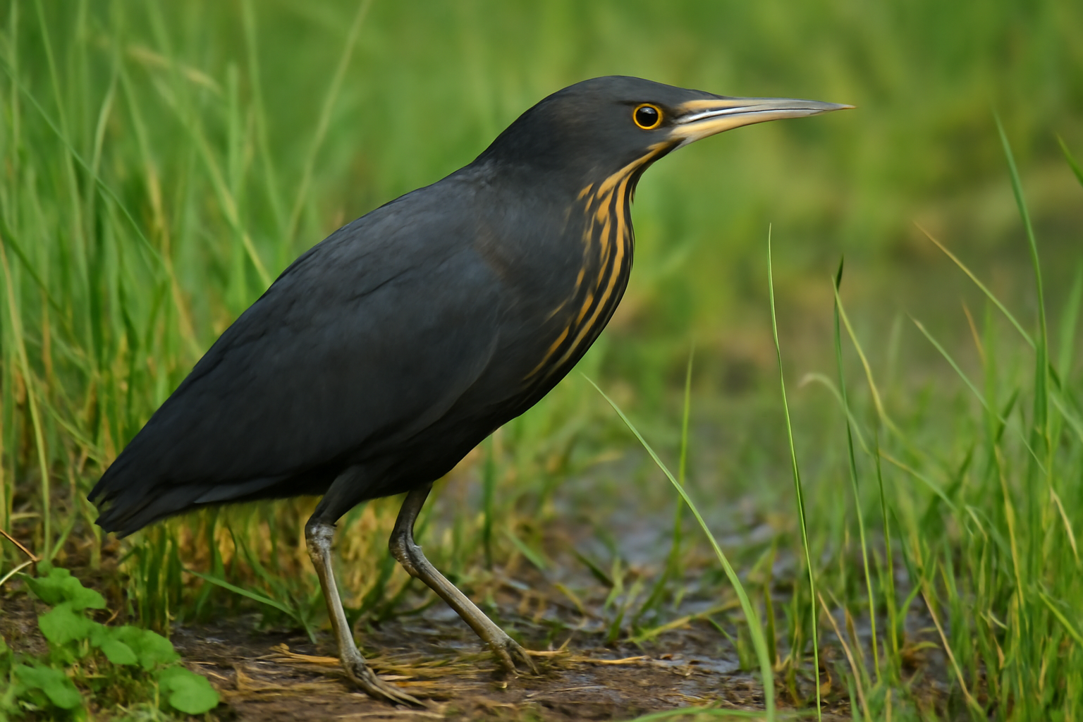 Black Bittern
