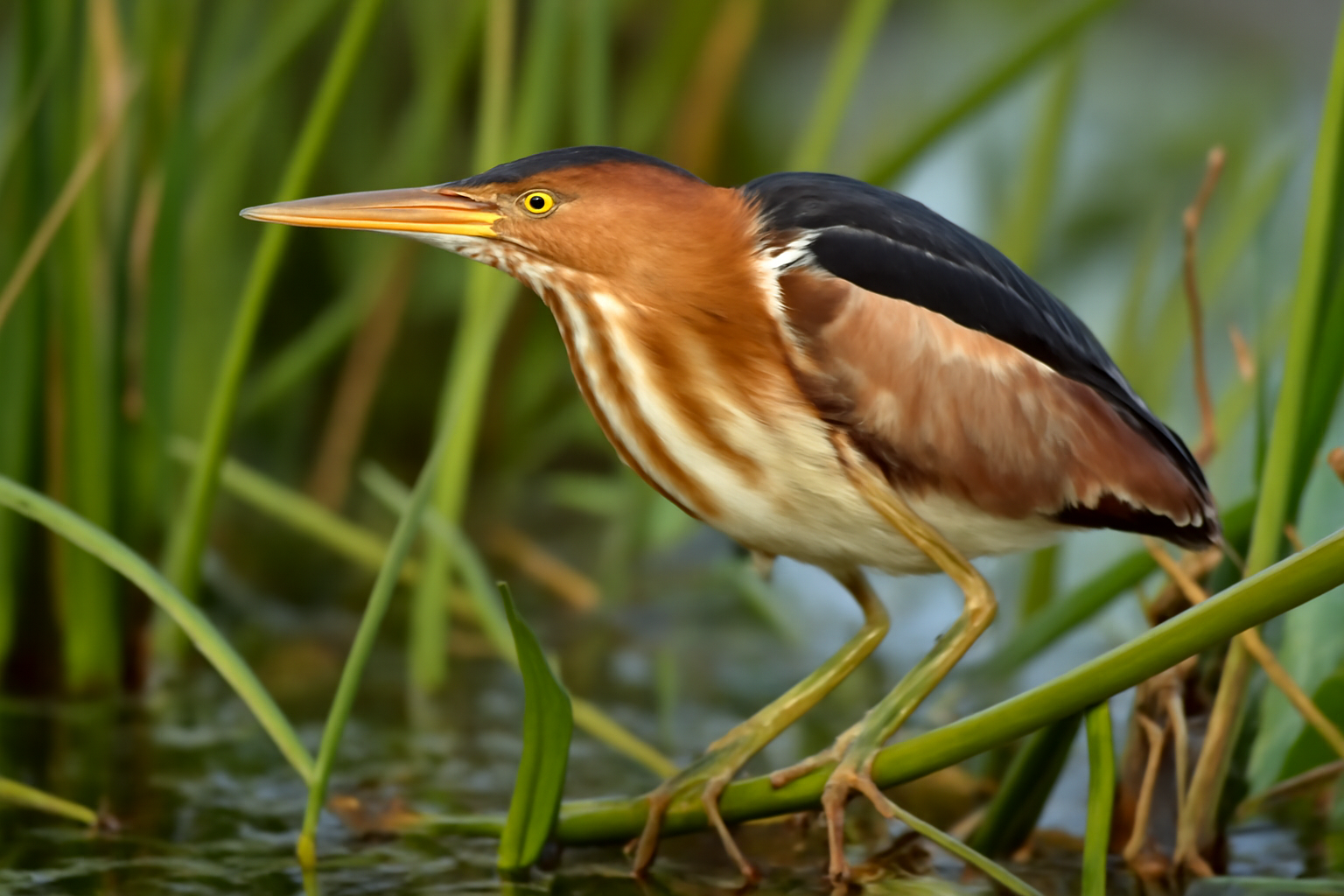 Least Bittern