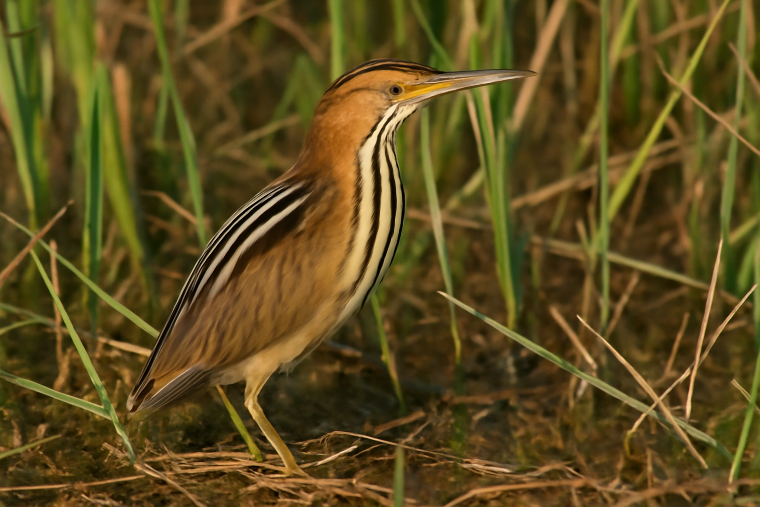 Stripe-backed Bittern