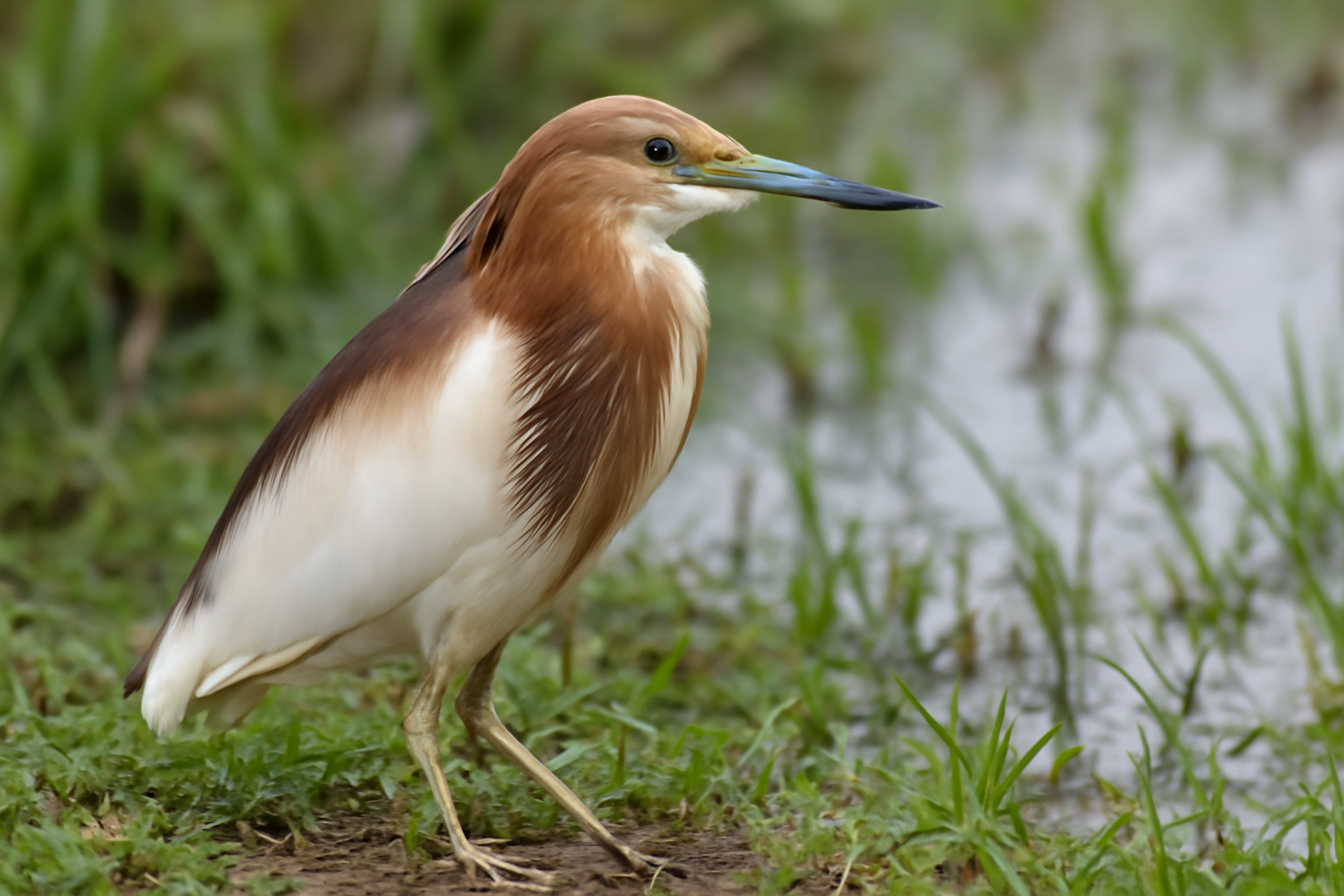 Madagascar Pond-Heron