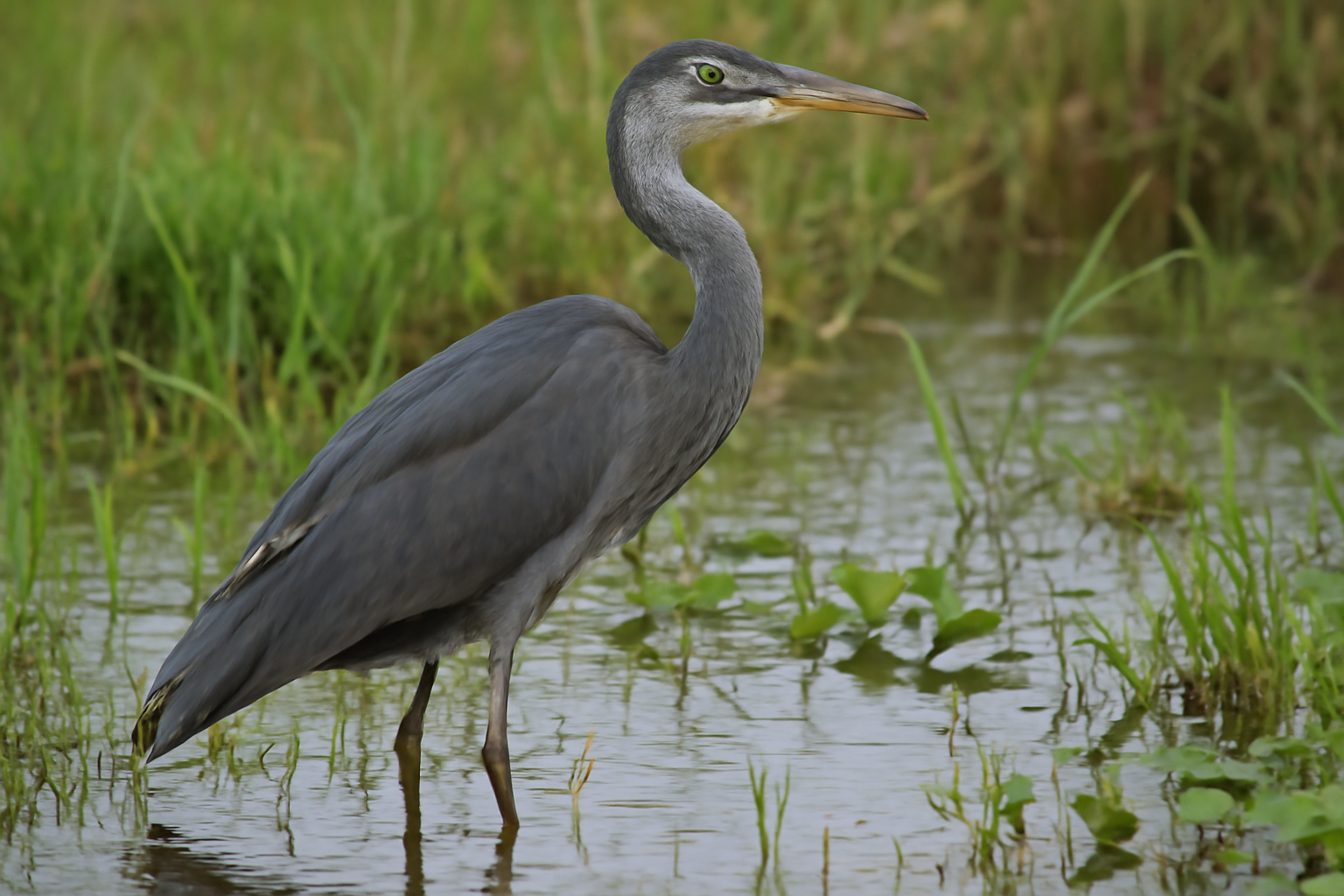 Malagasy Heron