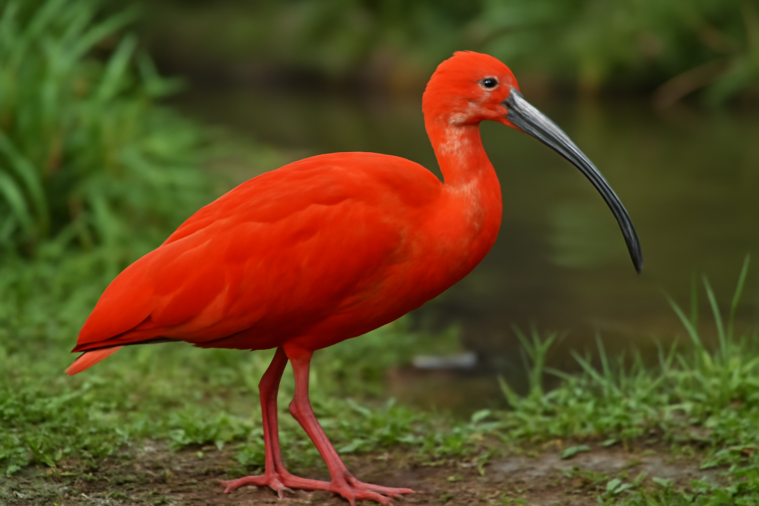Scarlet Ibis