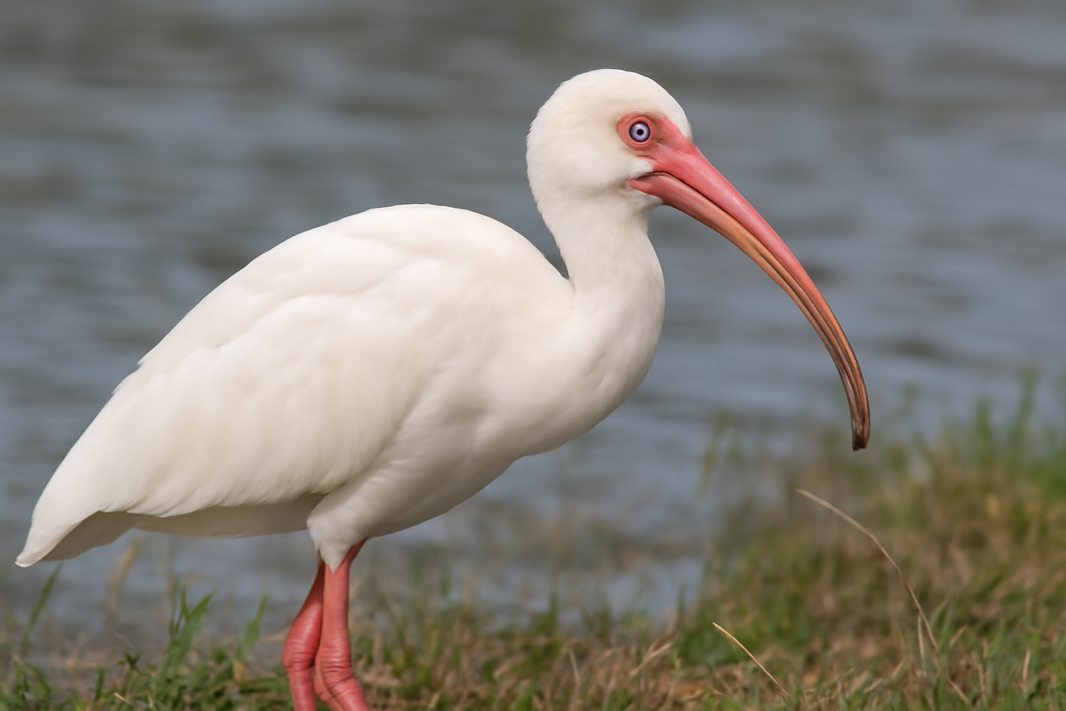 American White Ibis