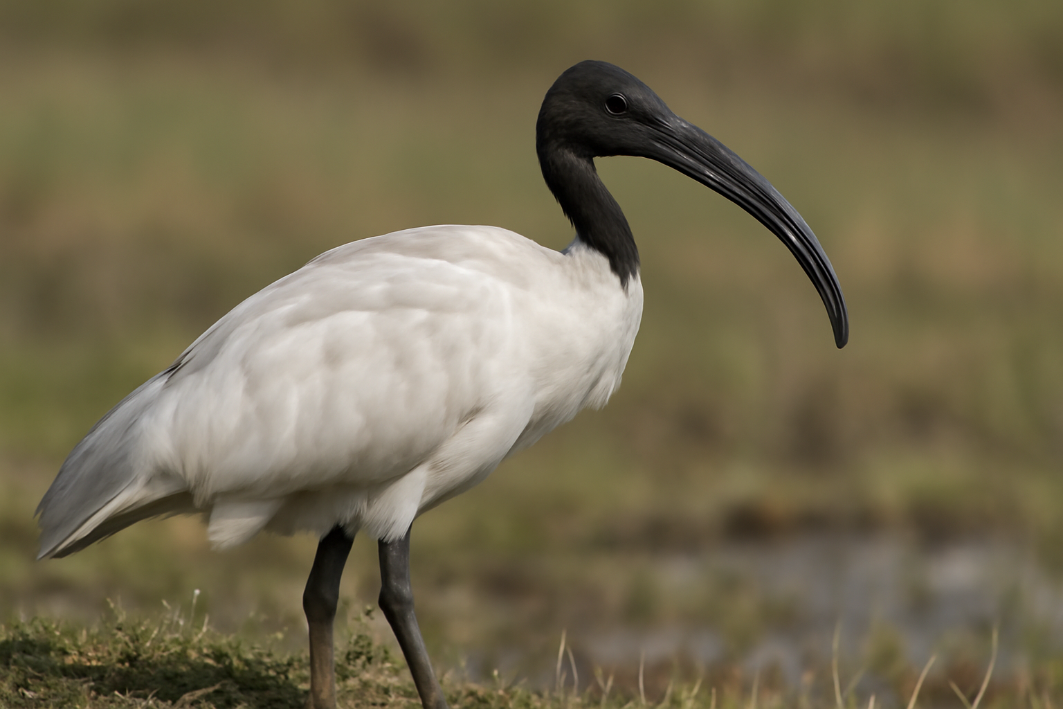 Black-headed Ibis