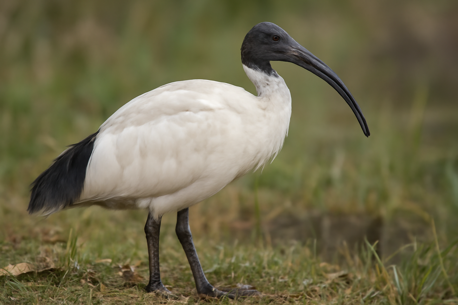 Australian White Ibis