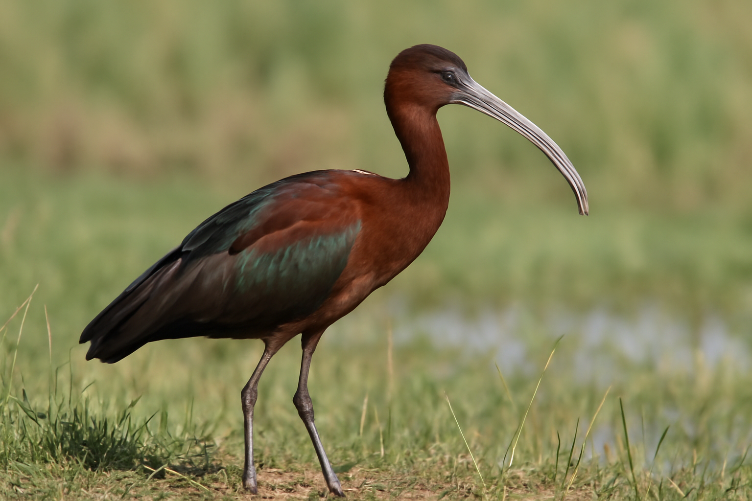 Glossy Ibis