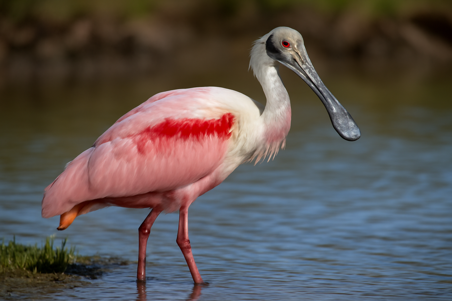 Roseate Spoonbill