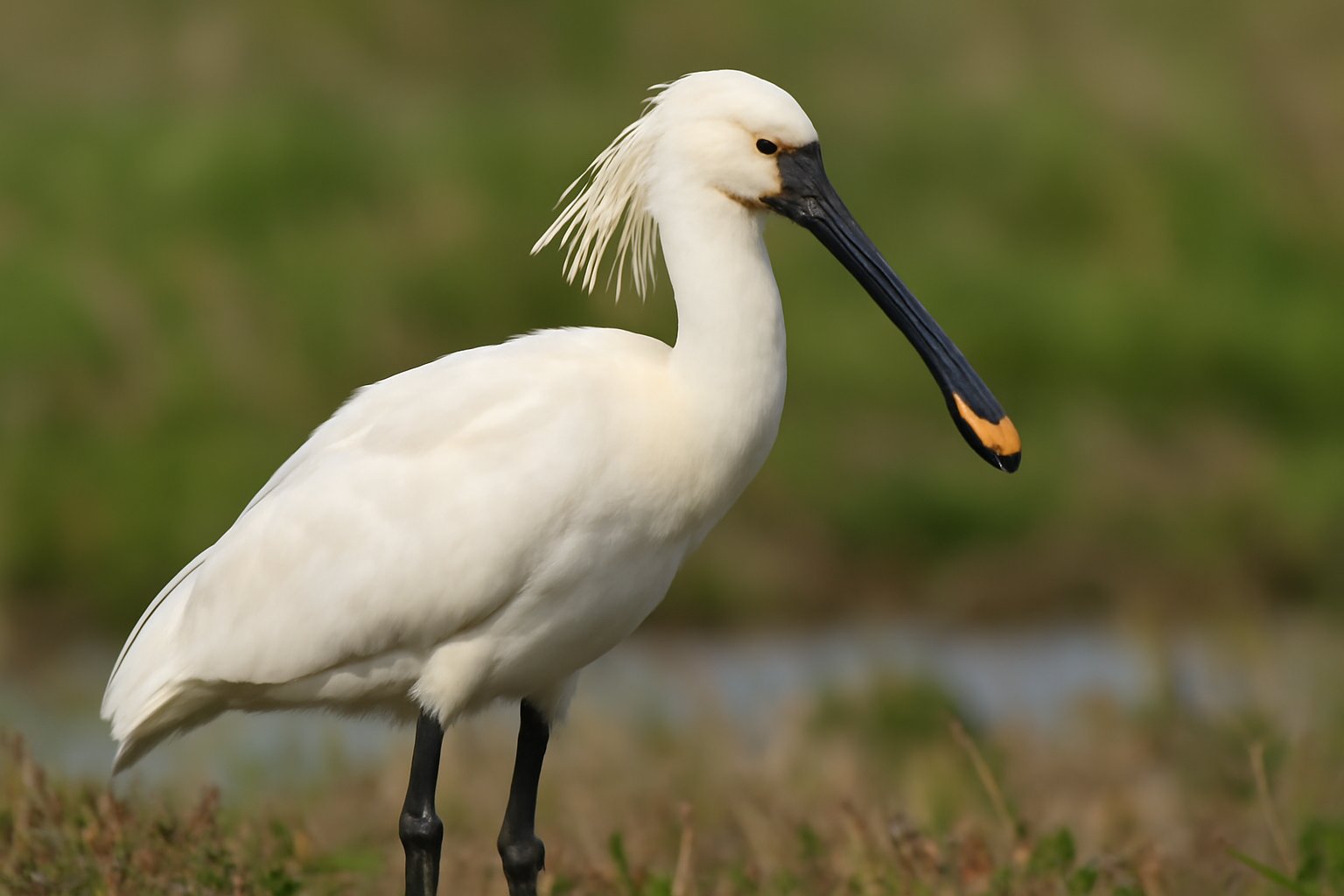 Eurasian Spoonbill