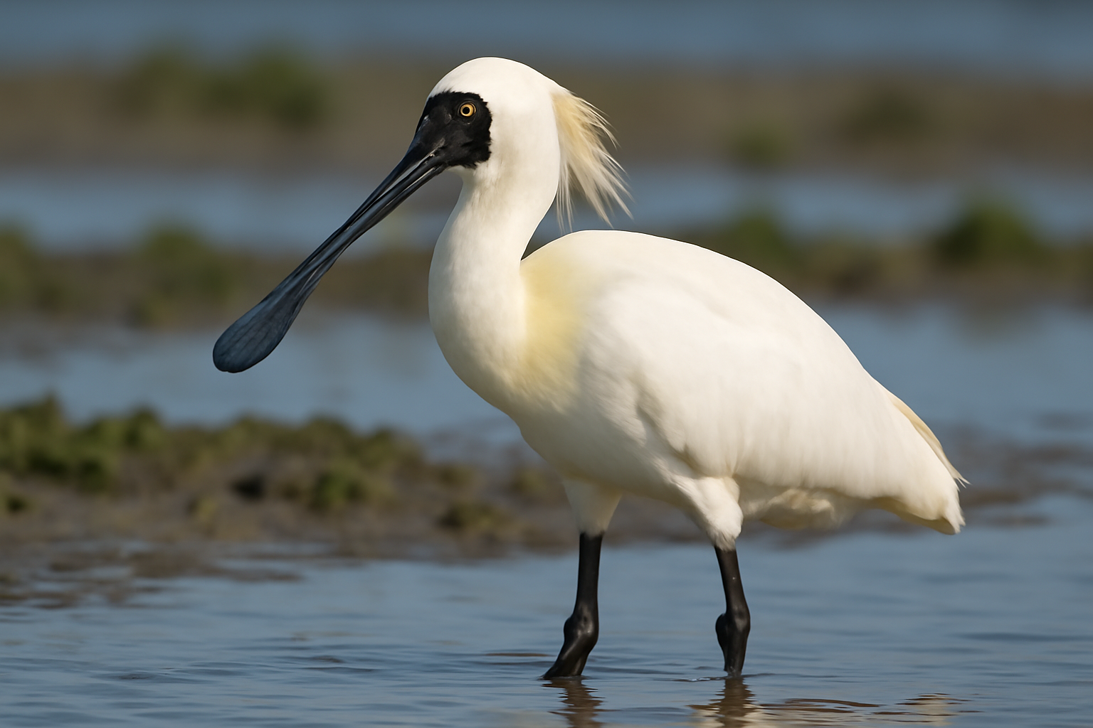 Black-faced Spoonbill