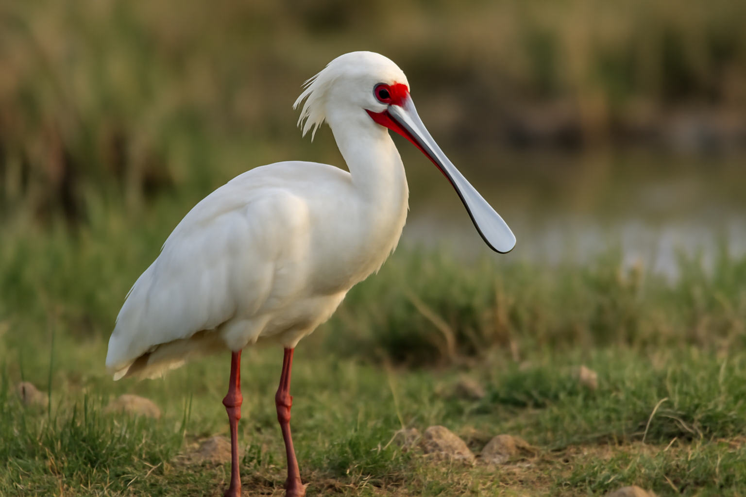 African Spoonbill