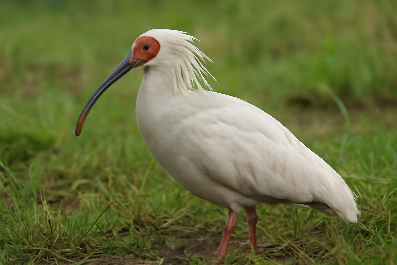Crested Ibis