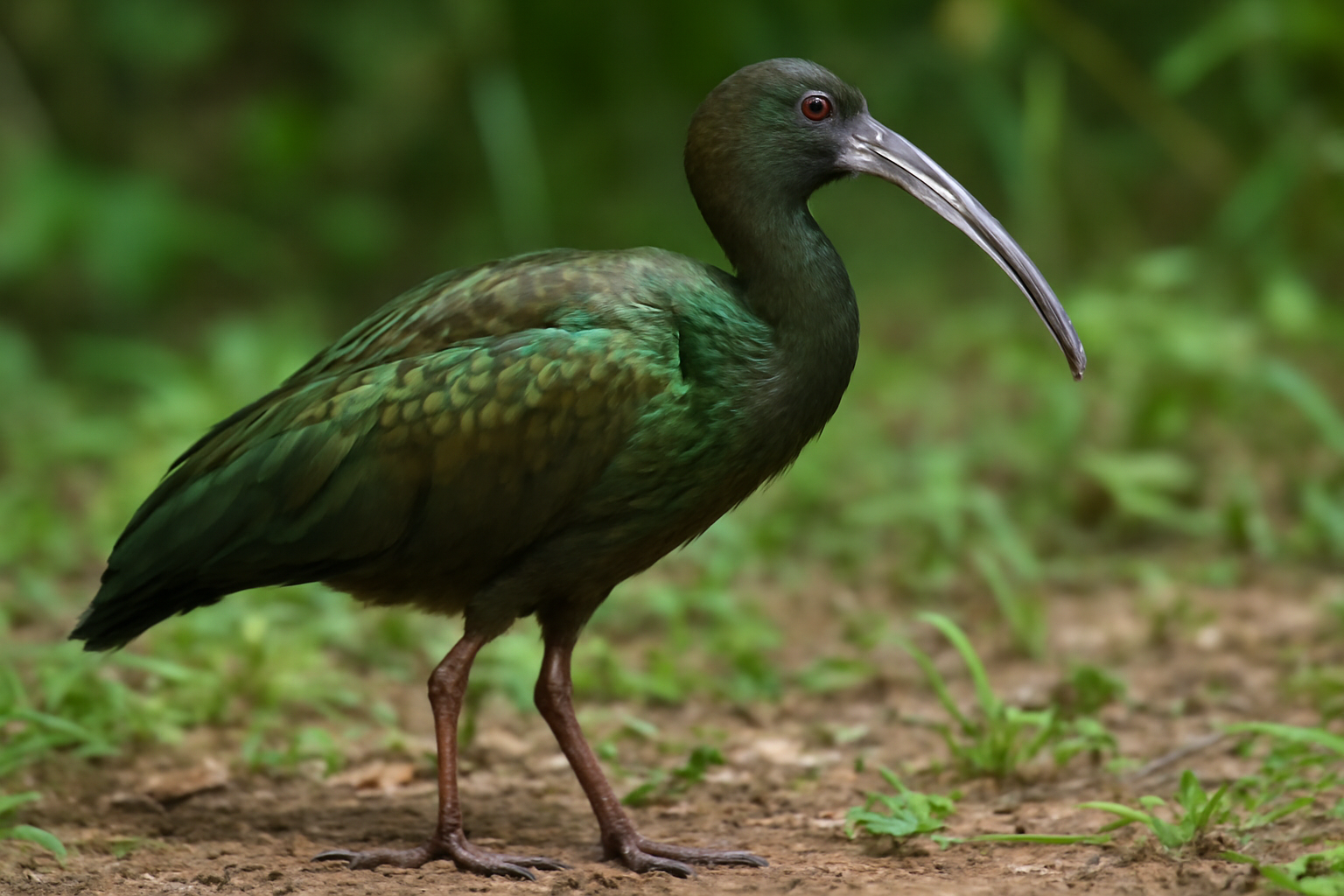 Green Ibis