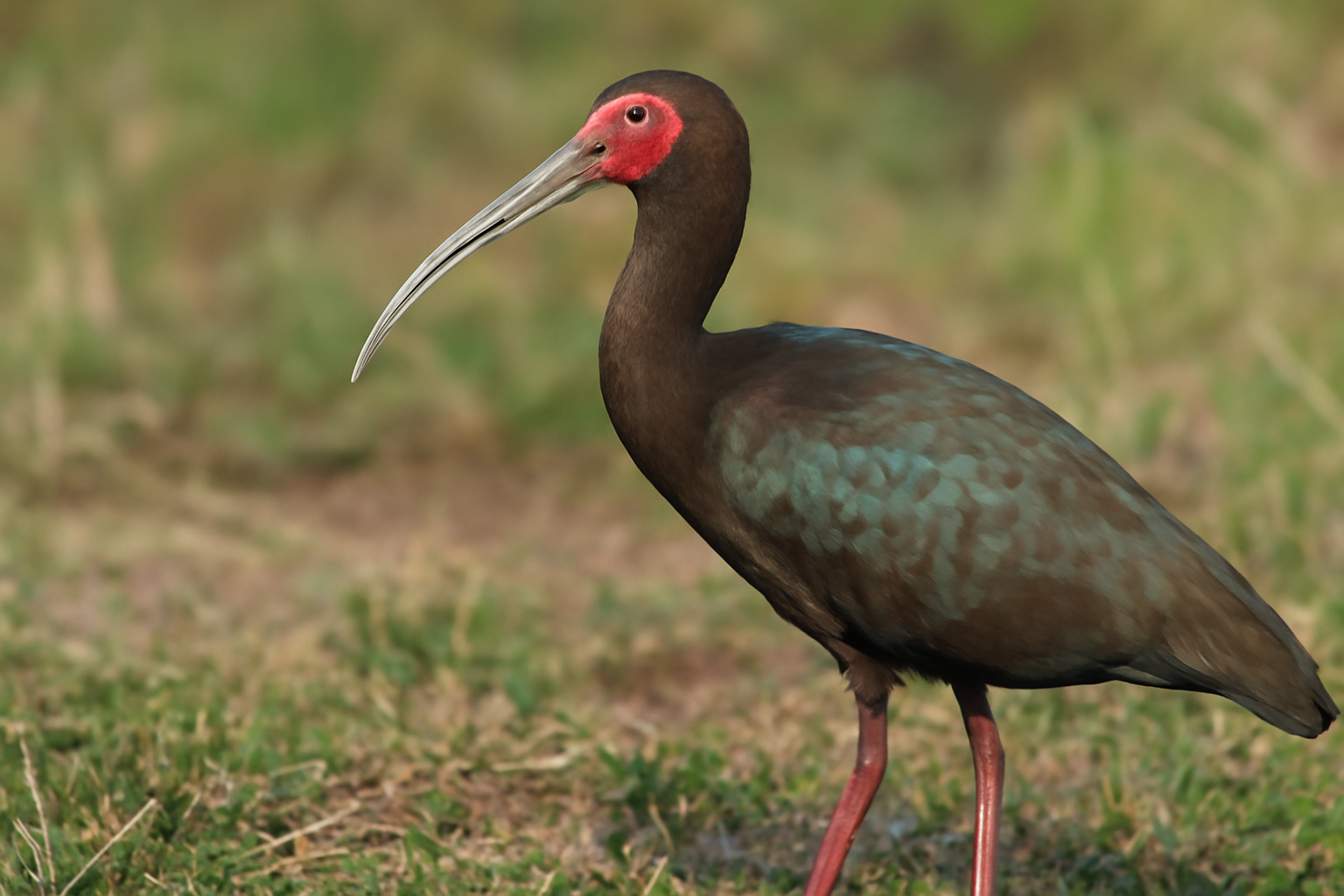 Bare-faced Ibis