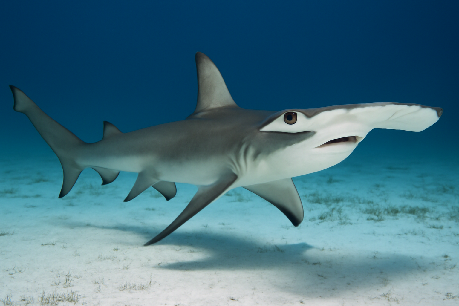 Winghead Shark