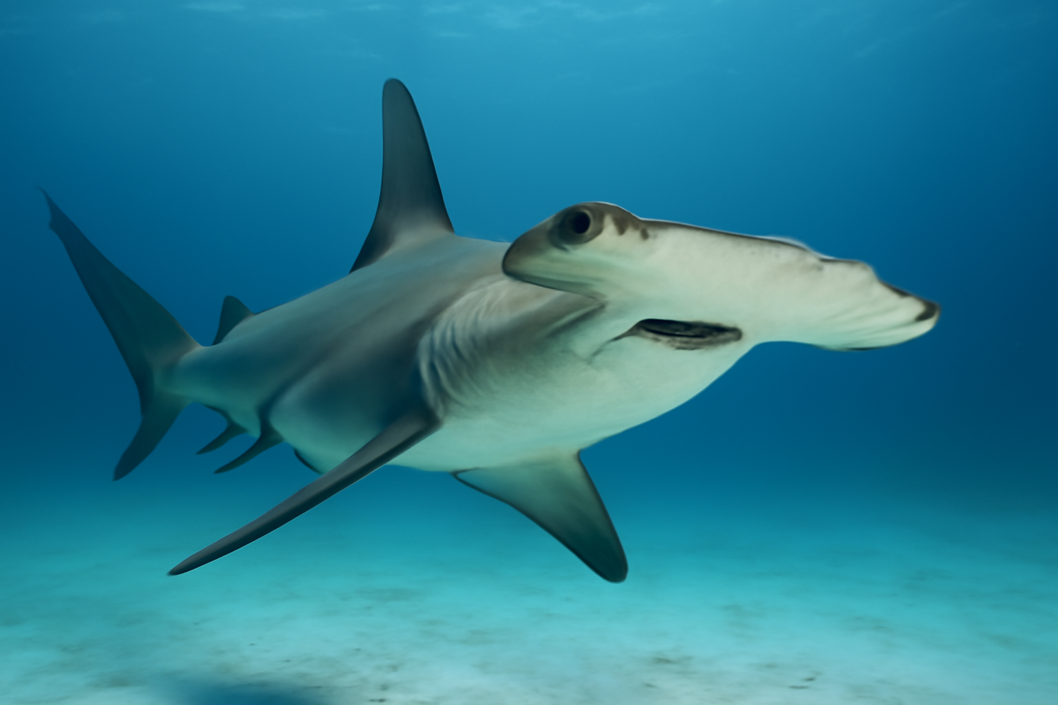 Great Hammerhead