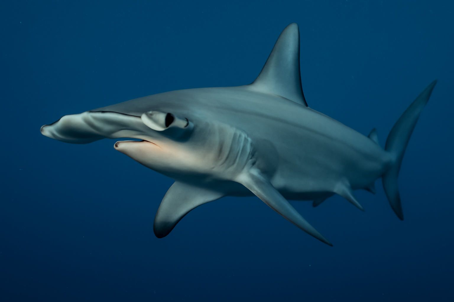 Scalloped Hammerhead