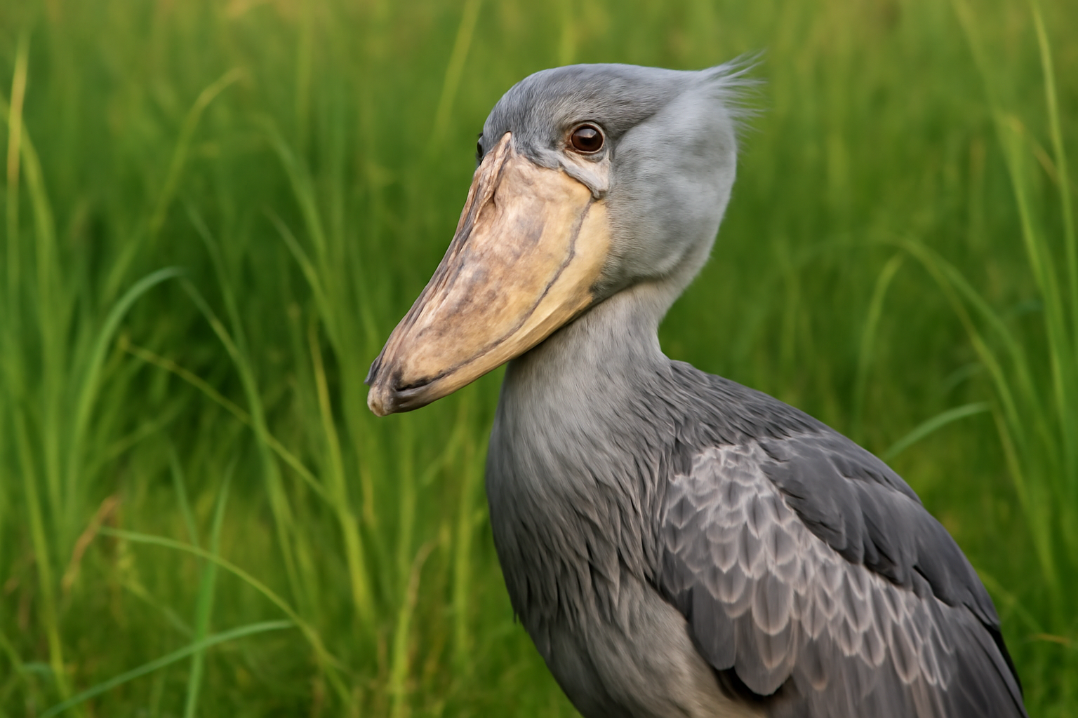 Shoebill