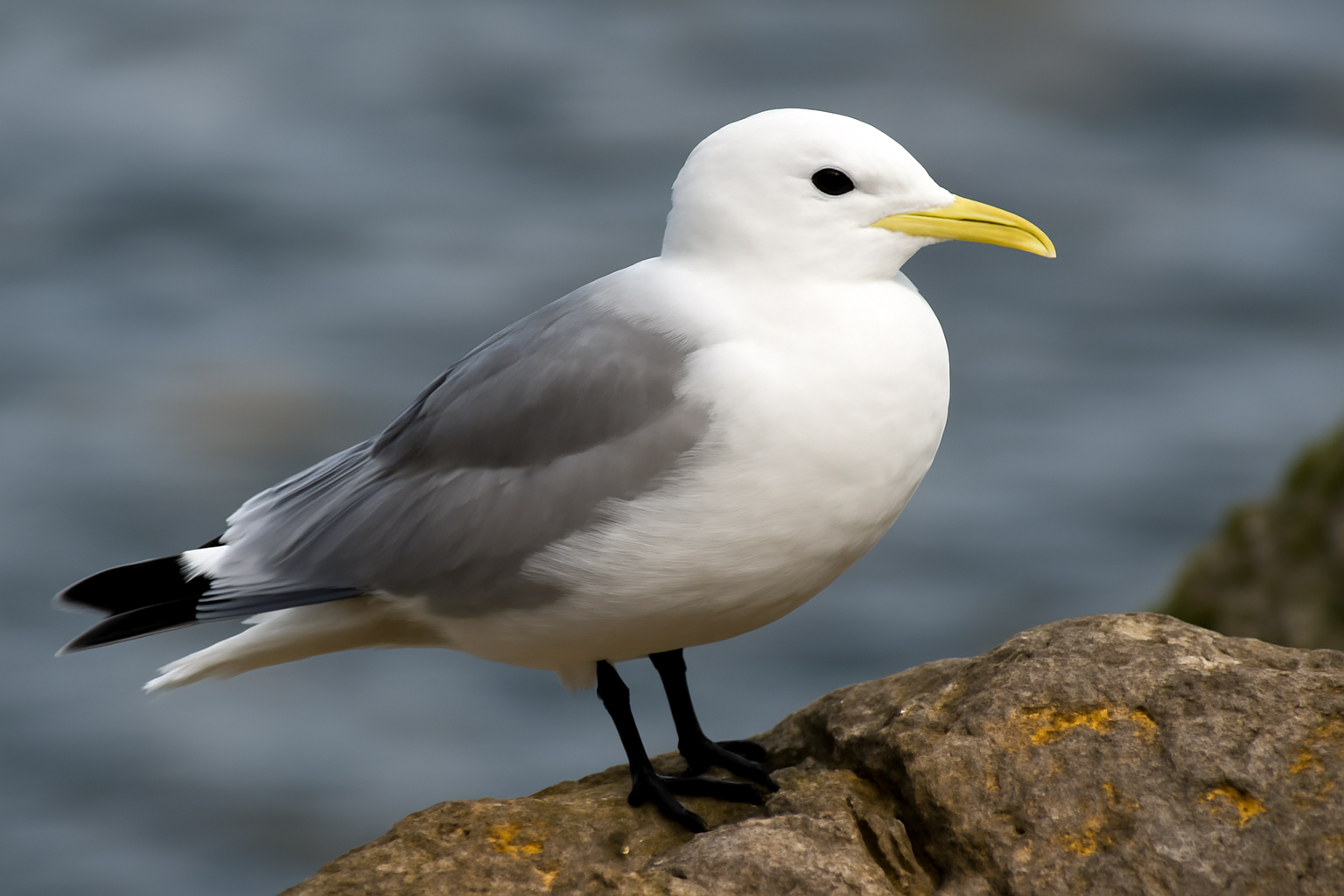 Black-legged Kittiwake