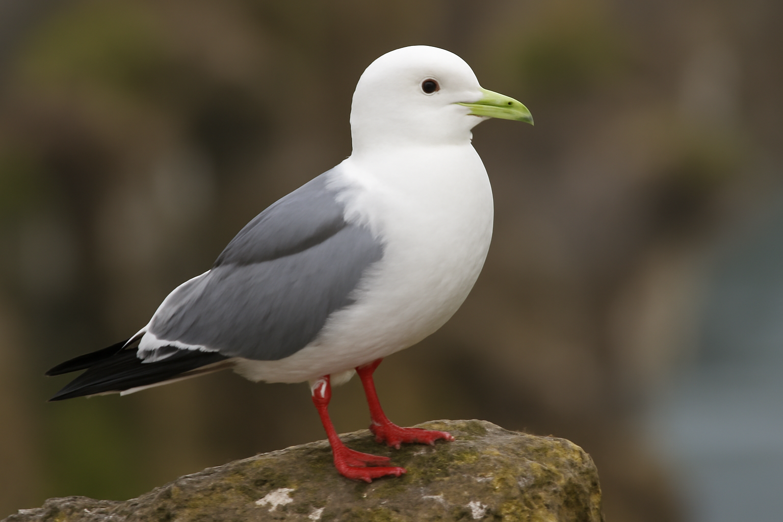 Red-legged Kittiwake