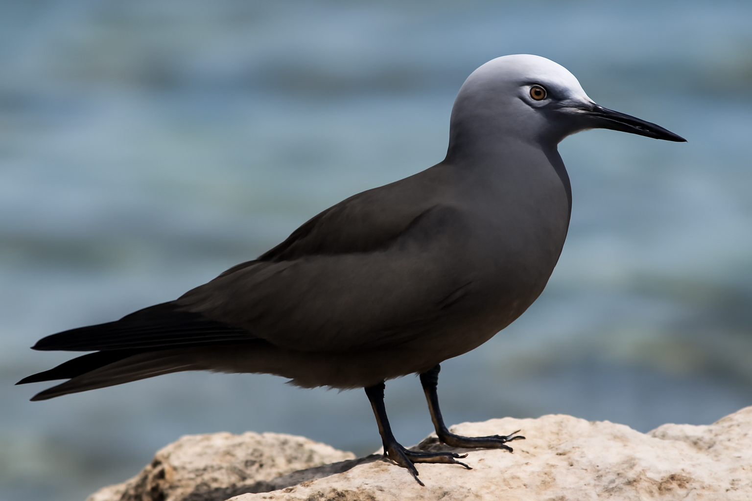 Black Noddy