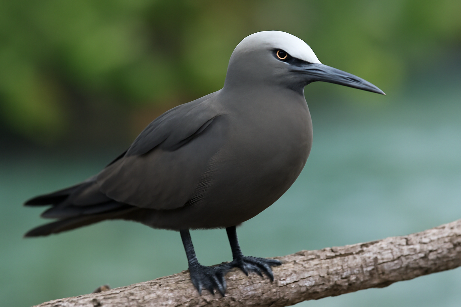 Lesser Noddy