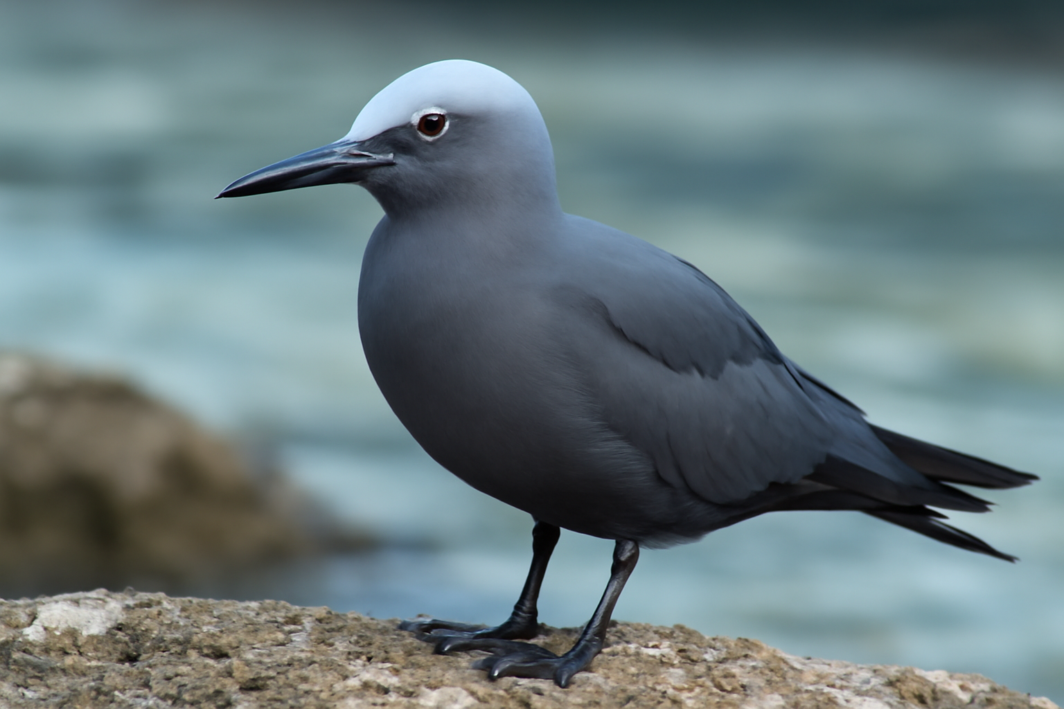 Blue Noddy