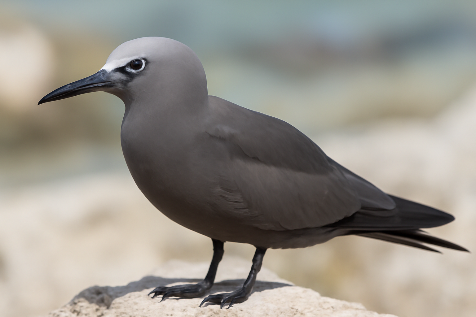 Grey Noddy