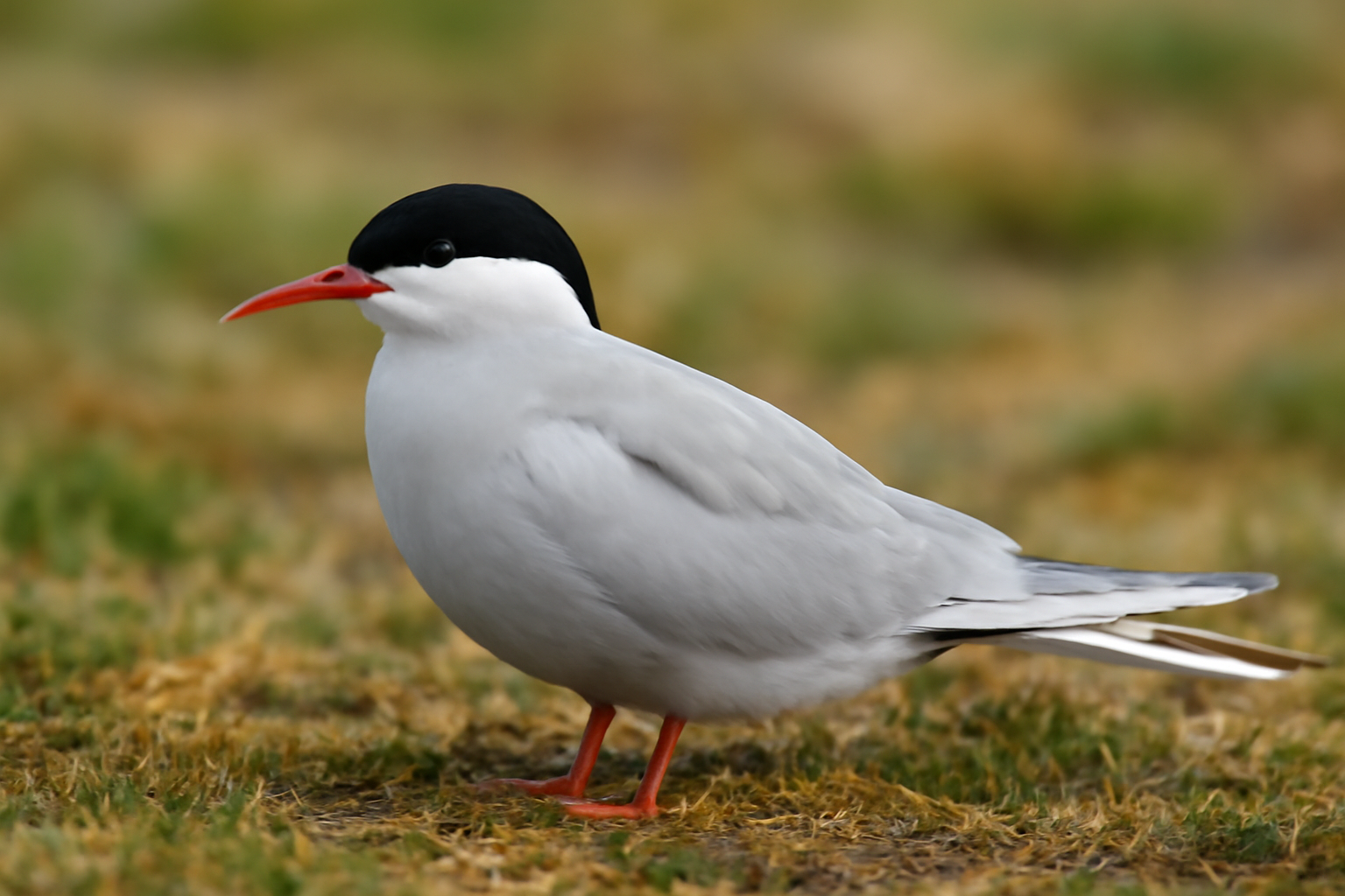 Arctic tern