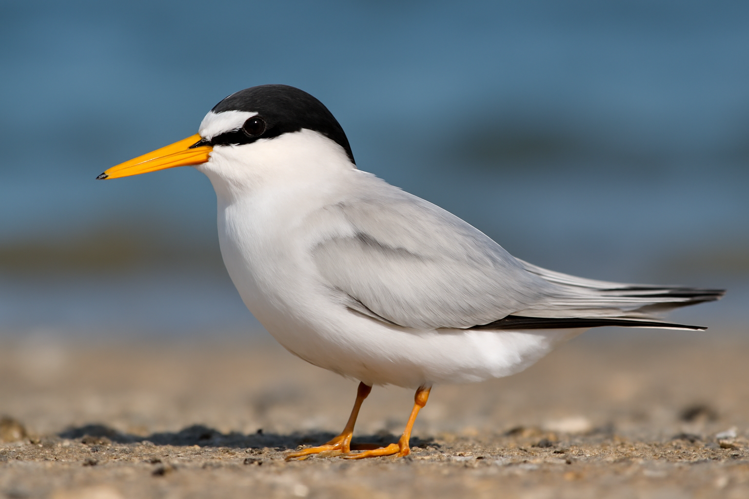 Little tern