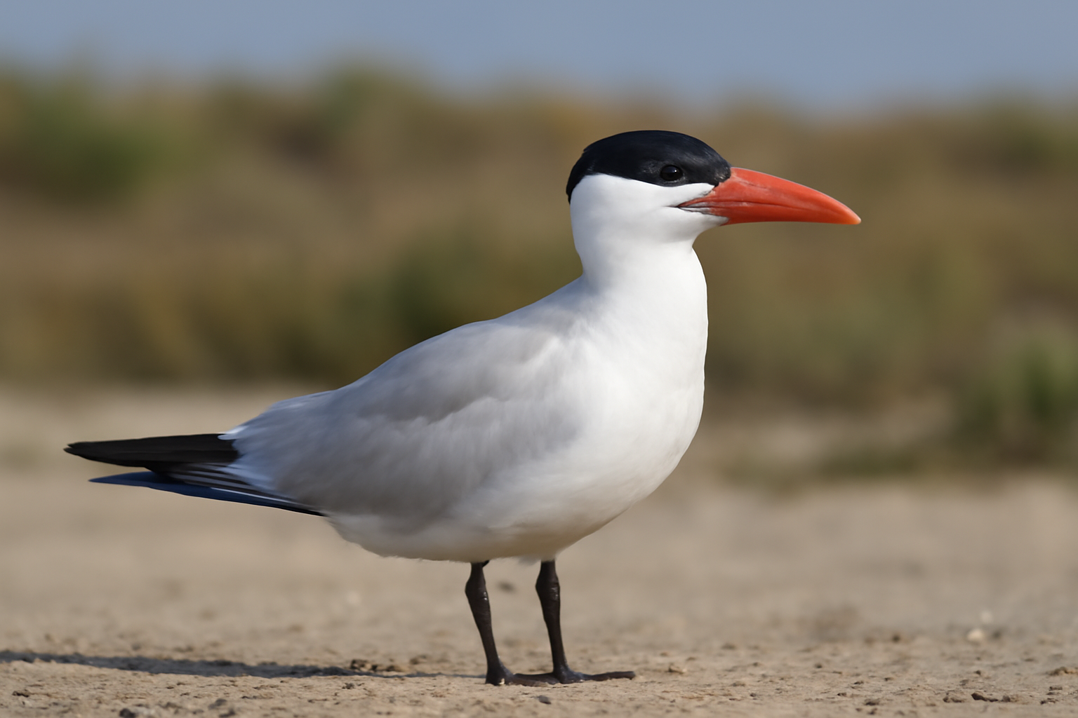 Caspian tern