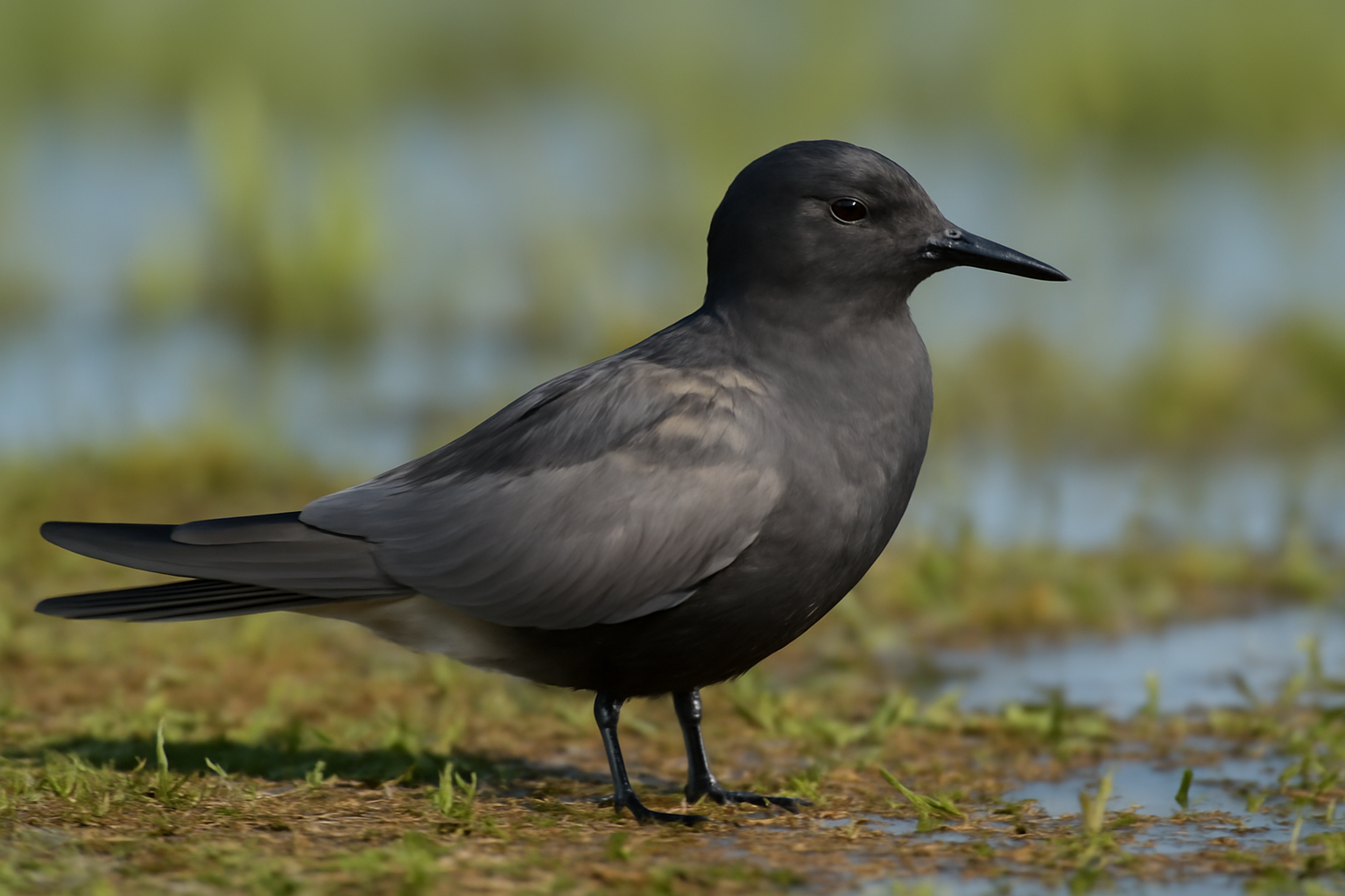 Black tern