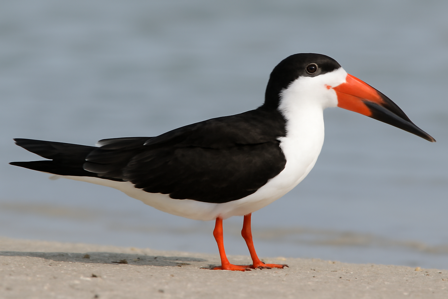 Black Skimmer