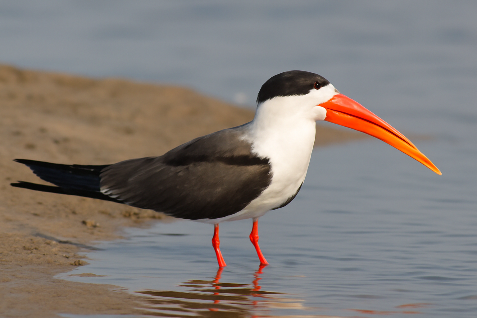 Indian Skimmer
