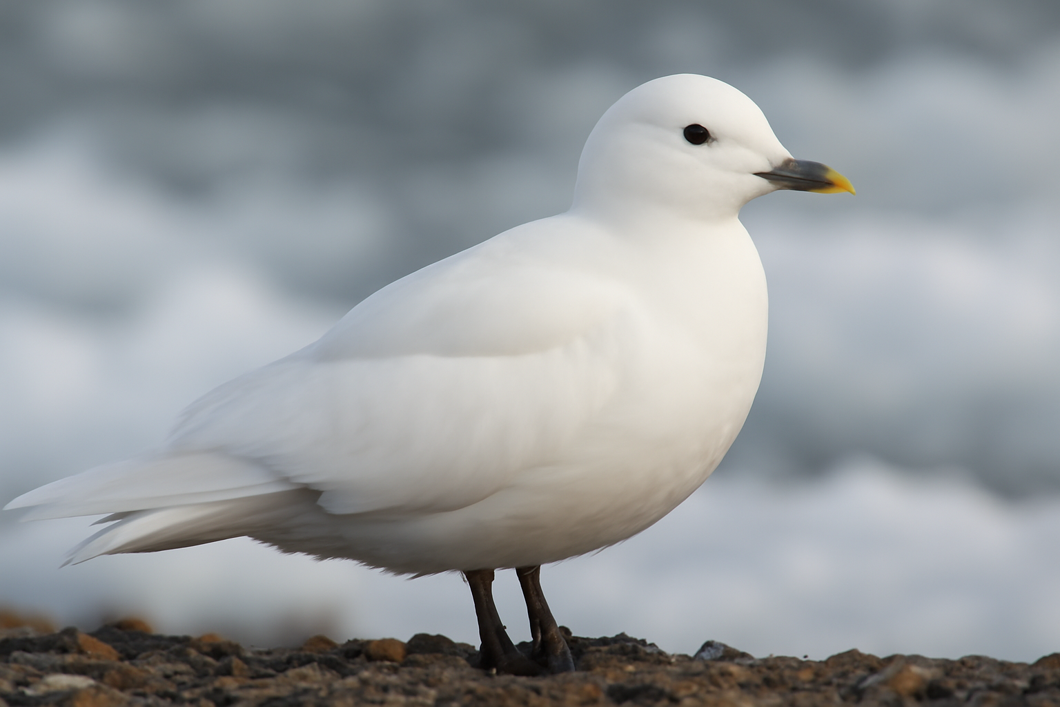 Ivory Gull