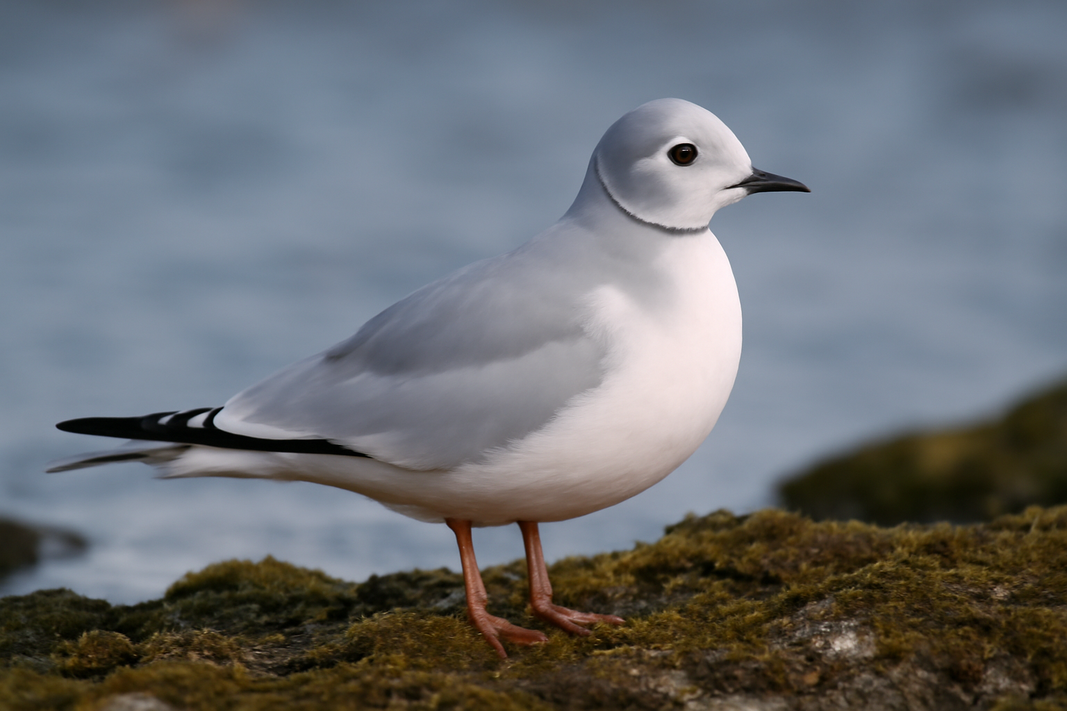 Ross's Gull