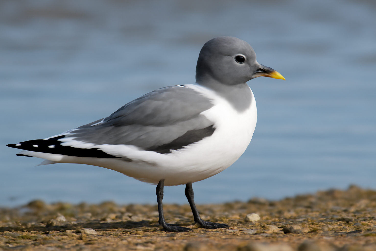 Sabine's Gull
