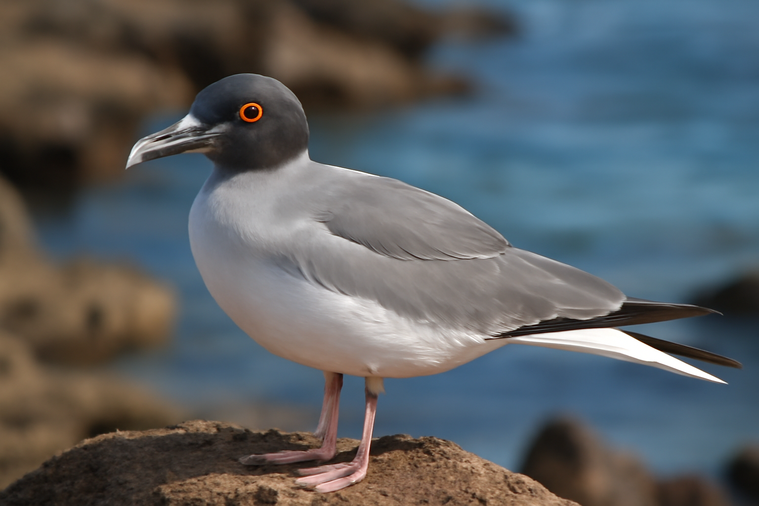 Swallow-tailed Gull