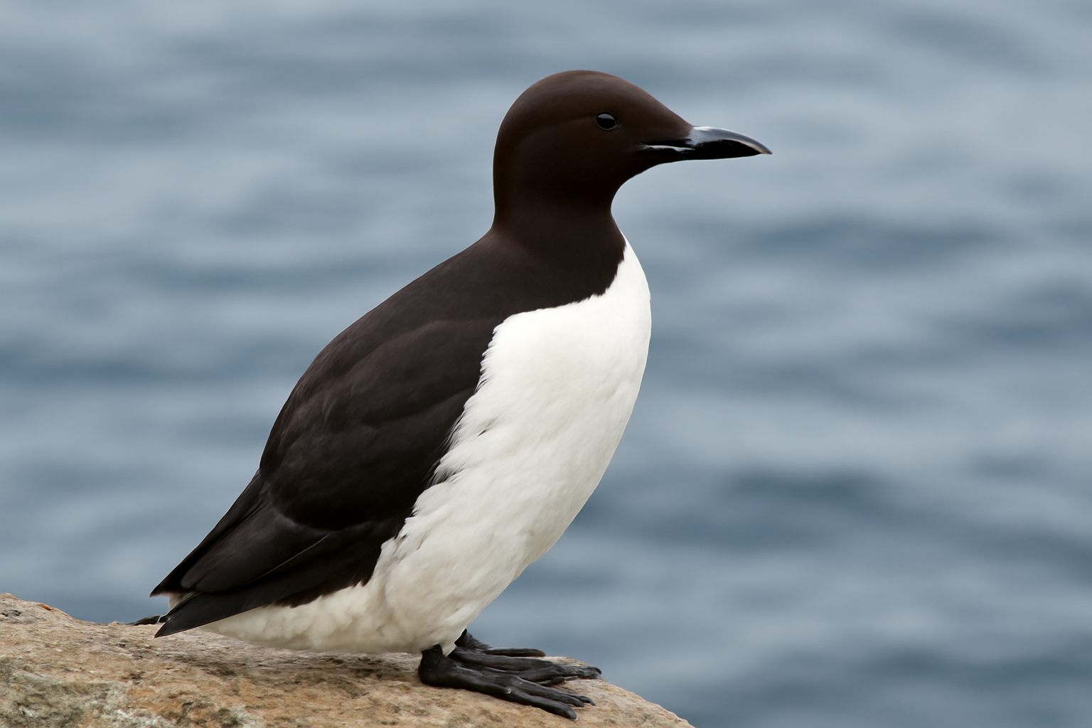 Thick-billed Murre