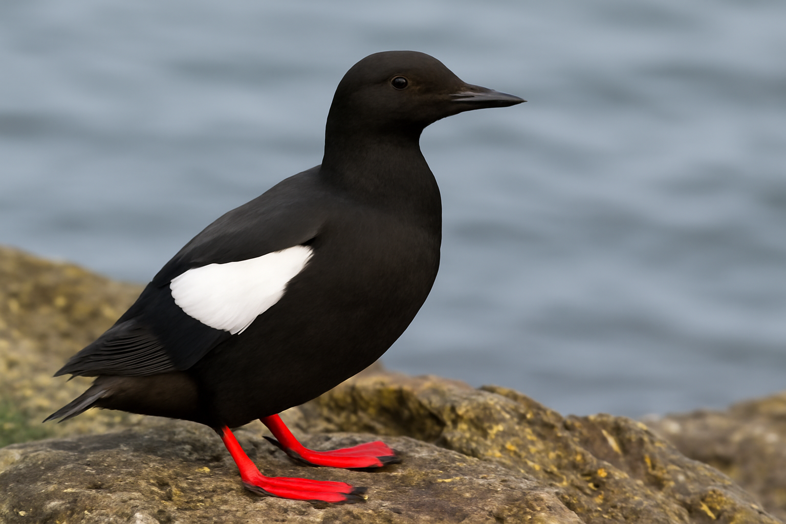 Black Guillemot