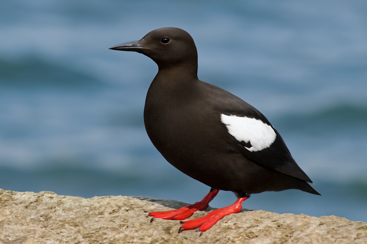 Pigeon Guillemot