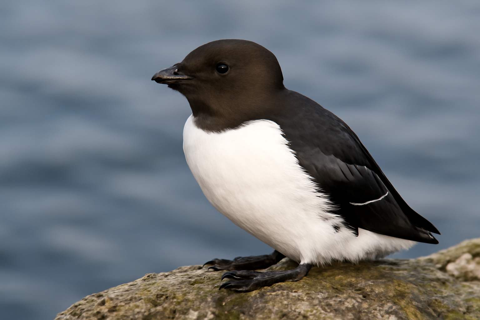 Dovekie