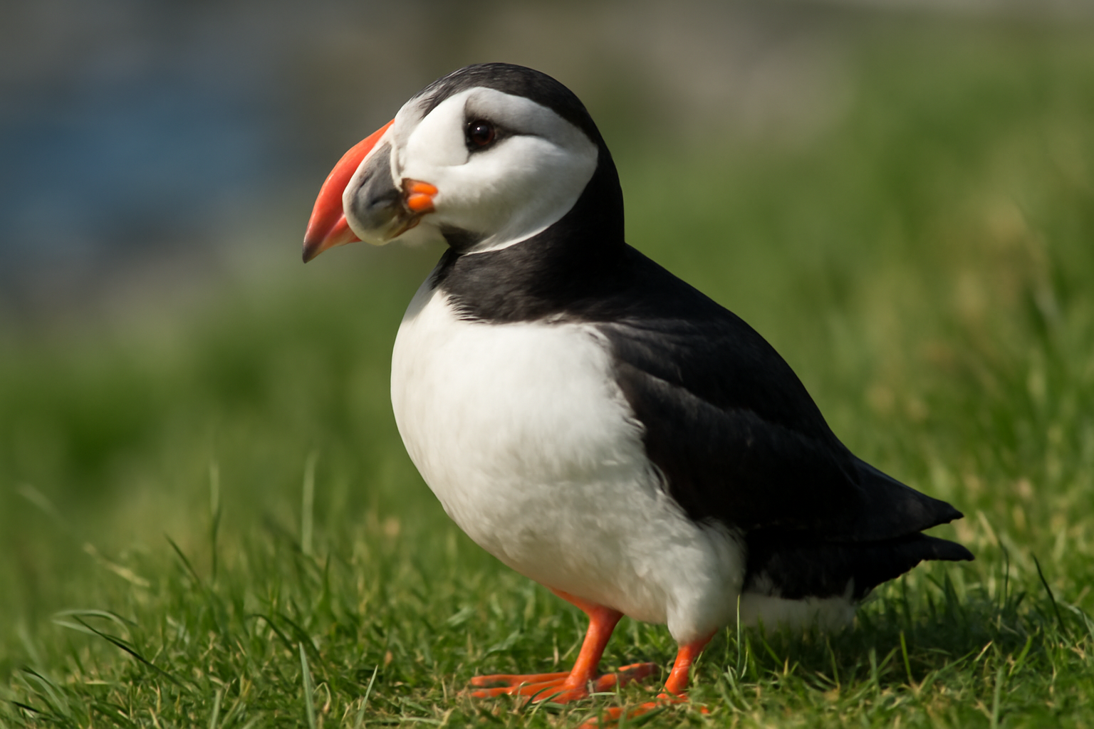 Atlantic Puffin