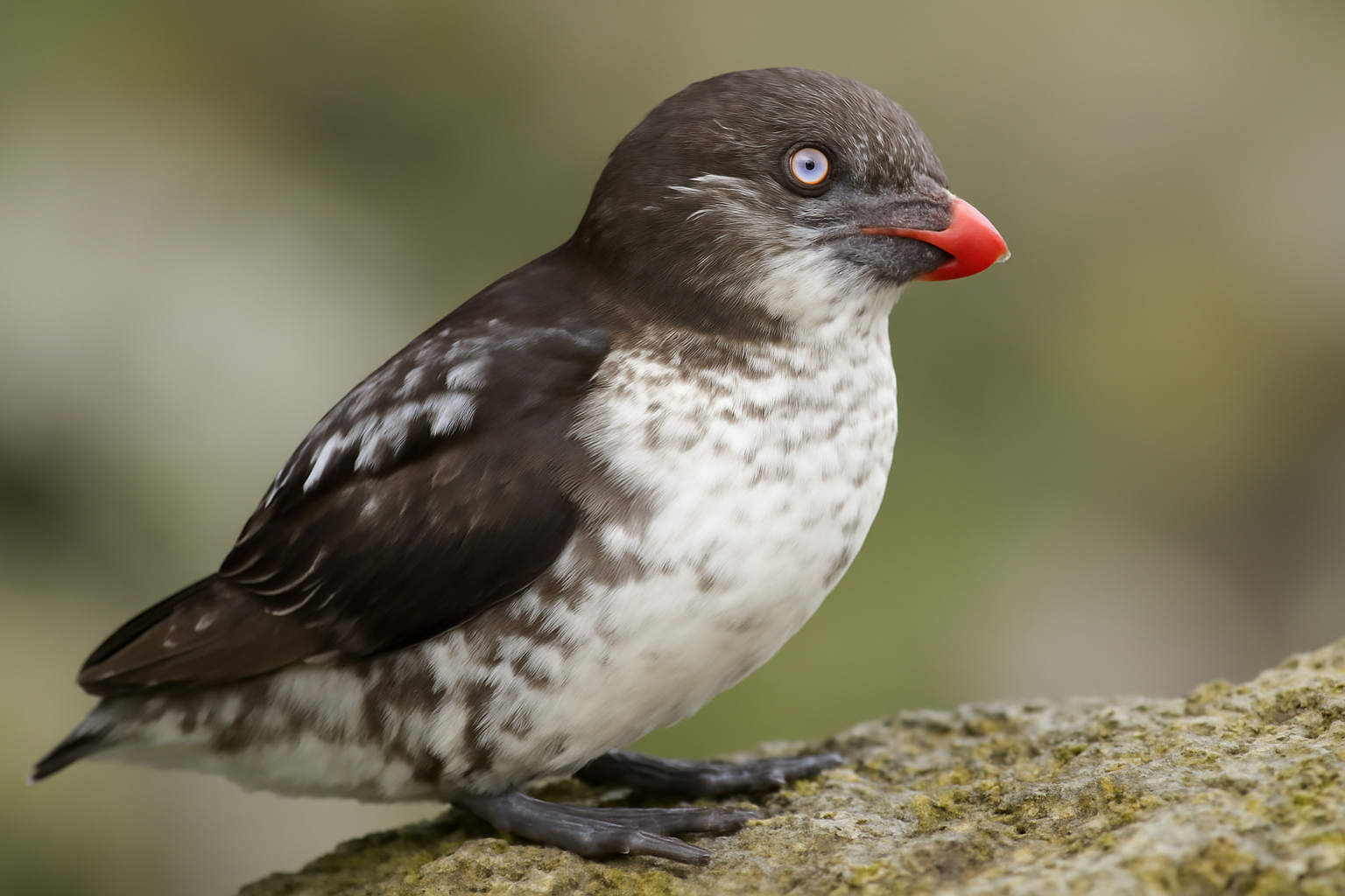 Least Auklet