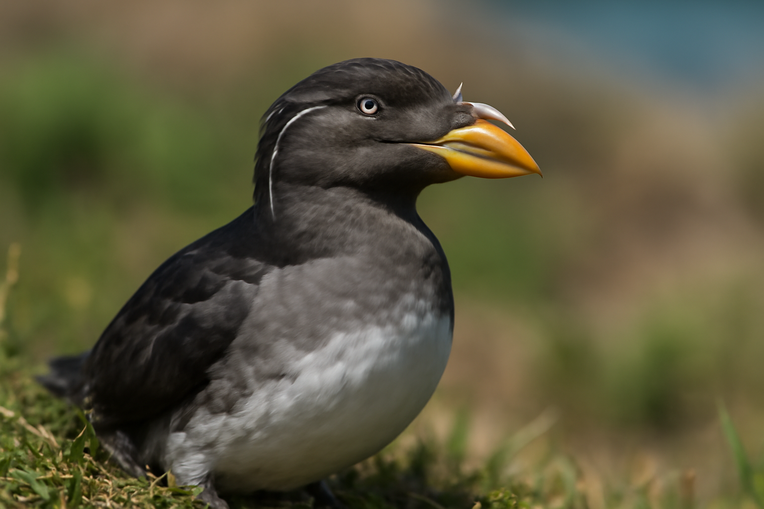 Rhinoceros Auklet