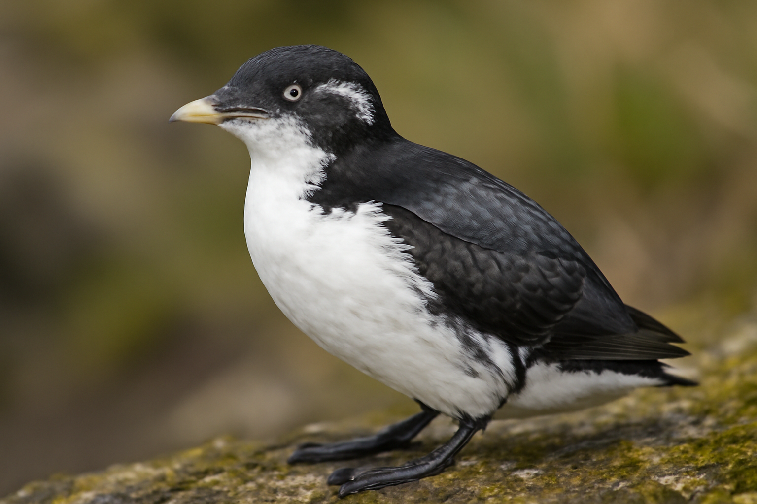 Ancient Murrelet