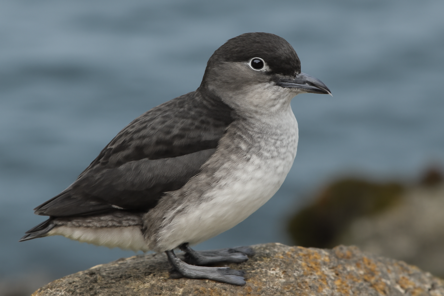 Cassin's Auklet